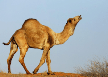 Australia sacrifices more than 5,000 camels in response to fire disaster