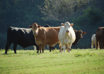 Surprise: the cows “chat” among themselves and also express emotions