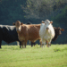 Surprise: the cows “chat” among themselves and also express emotions