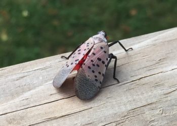 It is not the coronavirus, but the lantern fly can cause millionaire losses in California