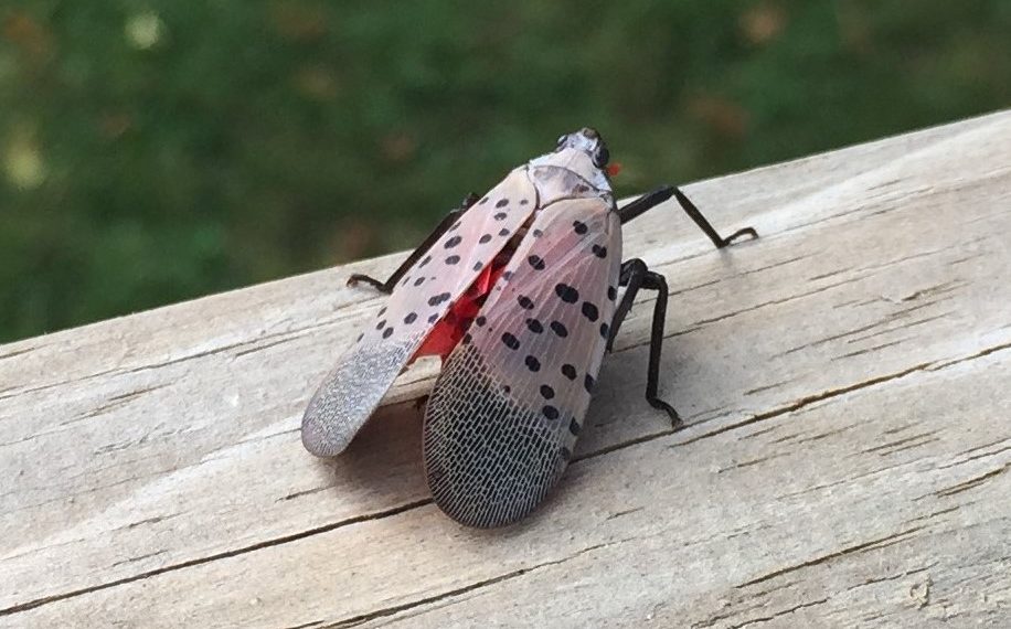 It is not the coronavirus, but the lantern fly can cause millionaire losses in California